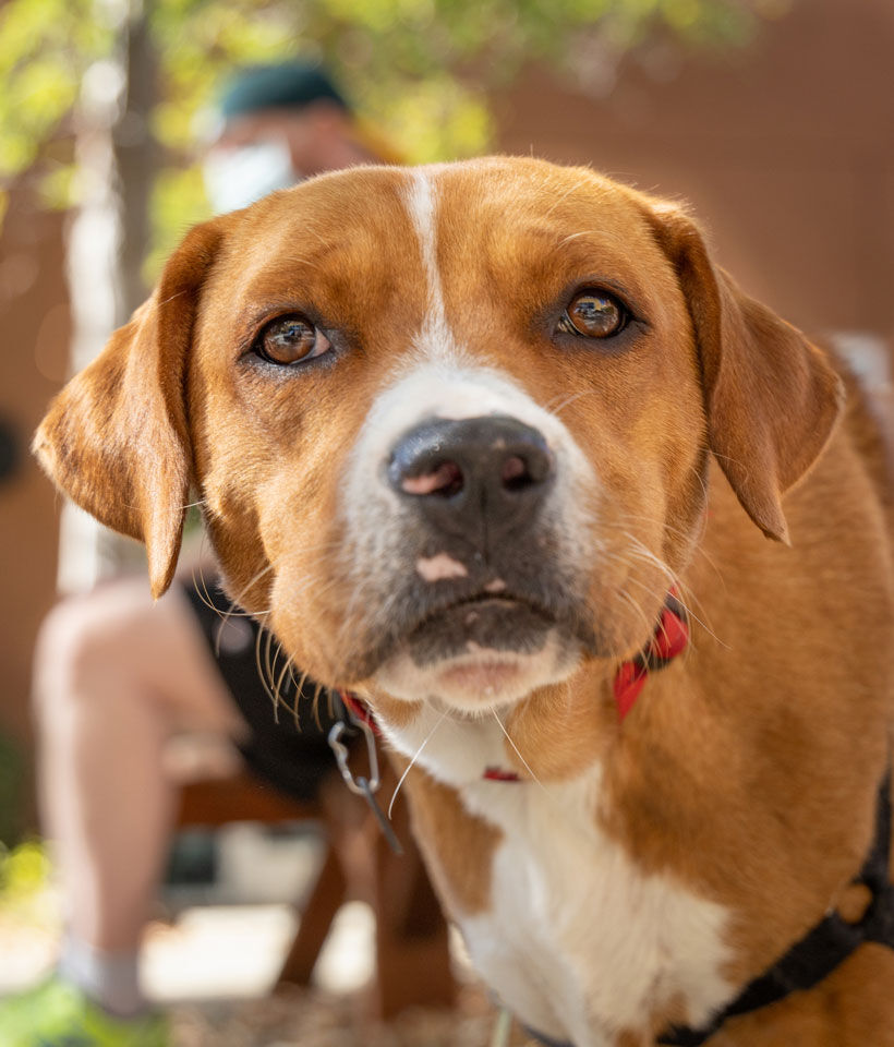 Courtesy-of-Tony-La-Russa's-Animal-Rescue-Foundation